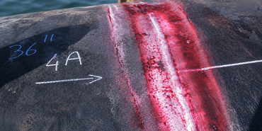 What Is Dye Penetrant Testing & Inspection? What You Need to Know