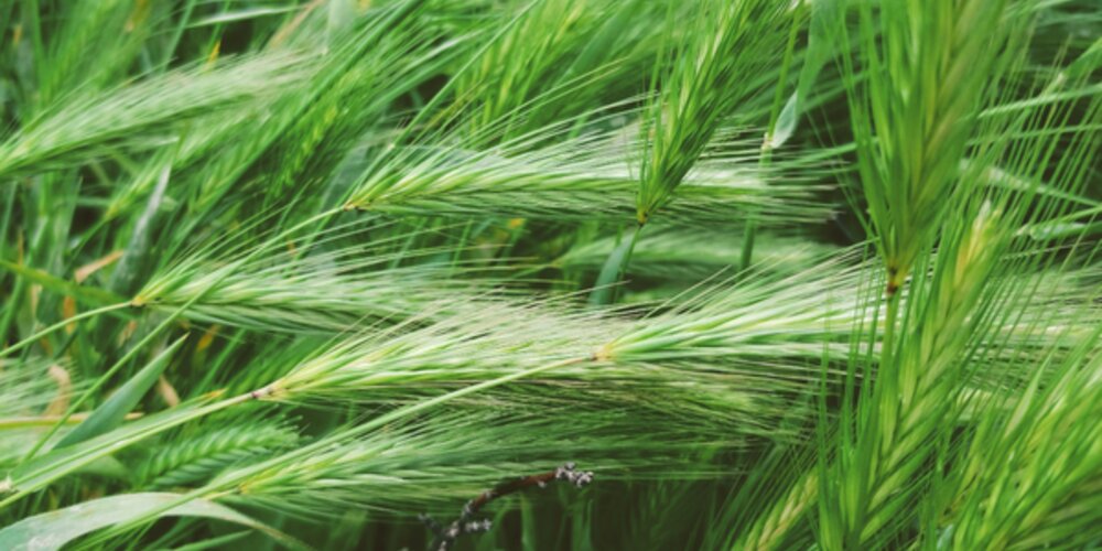 The Rise of Bio-Based Solutions Aims to Future-Proof Coatings