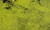 Researchers Create Renewable Electricity Source Using Algae