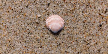 Engineers Develop New Cement Composite Inspired by Seashells