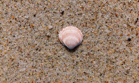 Engineers Develop New Cement Composite Inspired by Seashells