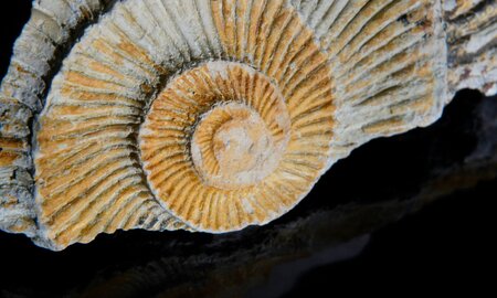 Innovative New Crack Sealing Method Inspired by Fossilisation