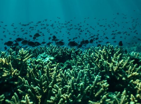 An underwater shot of a reef with fish swimming.