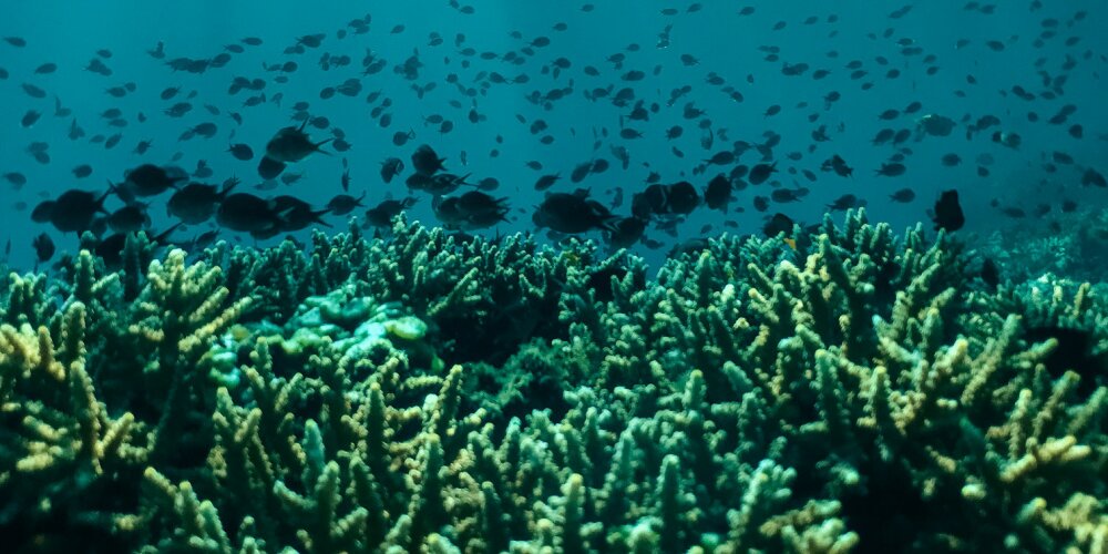 An underwater shot of a reef with fish swimming.