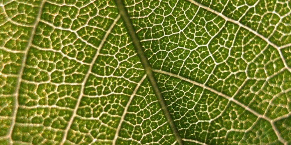 Scientists Explore Enzymes for Petroleum-Free Fuels