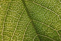 Scientists Explore Enzymes for Petroleum-Free Fuels
