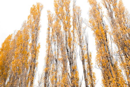 Scientists Unveil New Technology to Improve Biofuel Production